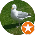 Möwe auf grünem Gras stehend