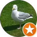 Möwe auf grünem Gras stehend
